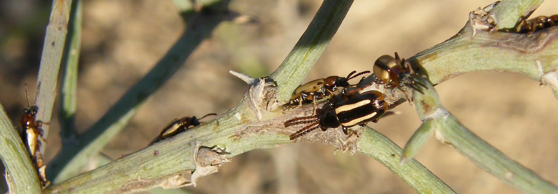 Crioceris macilenta e Crioceris paracenthesis- Chrysomelidae